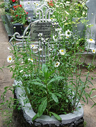 ������ �����. ������� (����������) �� ���������� �������� ����������-������� �����. 18&nbsp;���� 2007&nbsp;�.